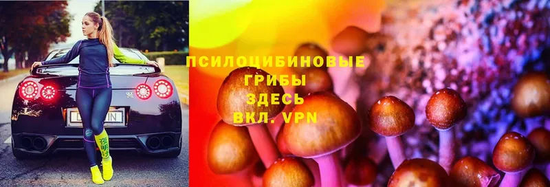 Галлюциногенные грибы Psilocybe  Белореченск 